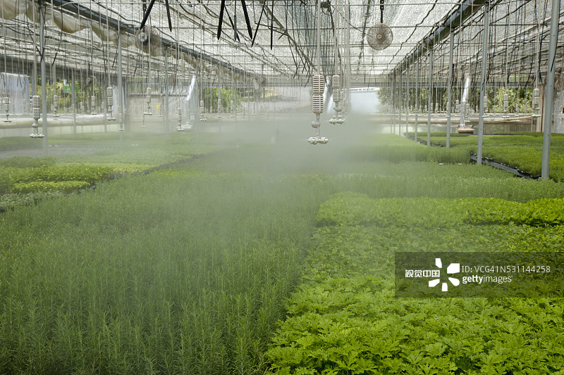 温室中，洒水喷头浇灌罗勒和其他香草图片素材