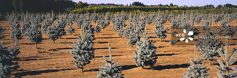 成排的蓝云杉树图片素材