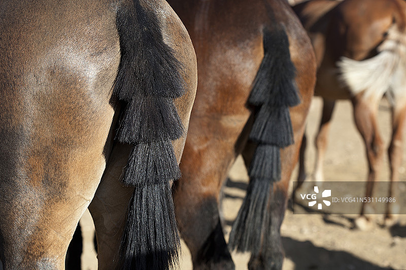 三匹骡子的后视图图片素材