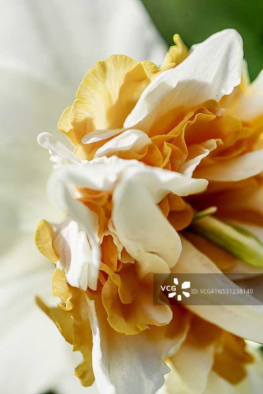 水仙花图片素材