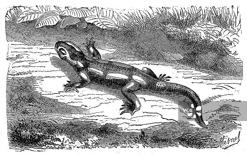 火蜥蜴古董插画图片素材