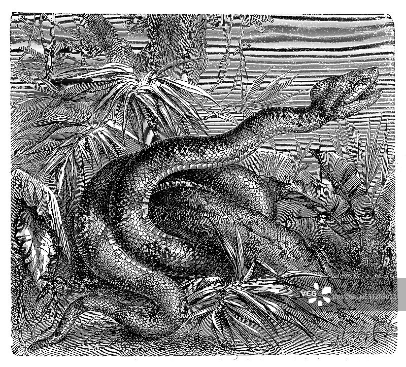 矛头蝮蛇古董插画图片素材