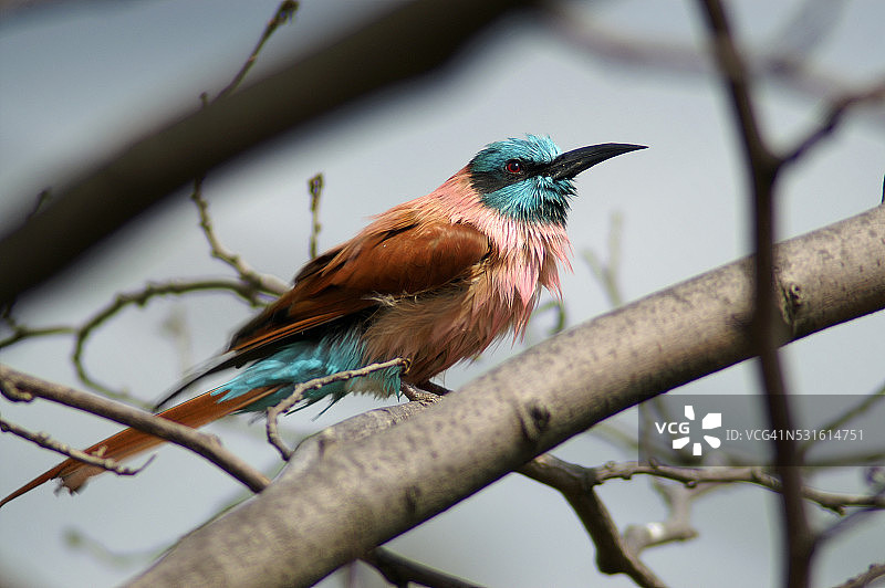 北方红喉蜂虎图片素材