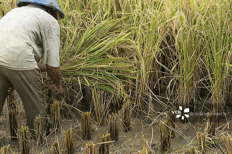 稻谷收割：切割稻秆图片素材