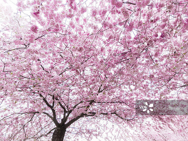 盛开的樱花树图片素材