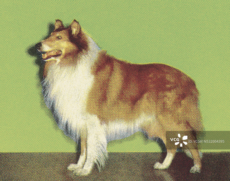 柯利牧羊犬图片素材