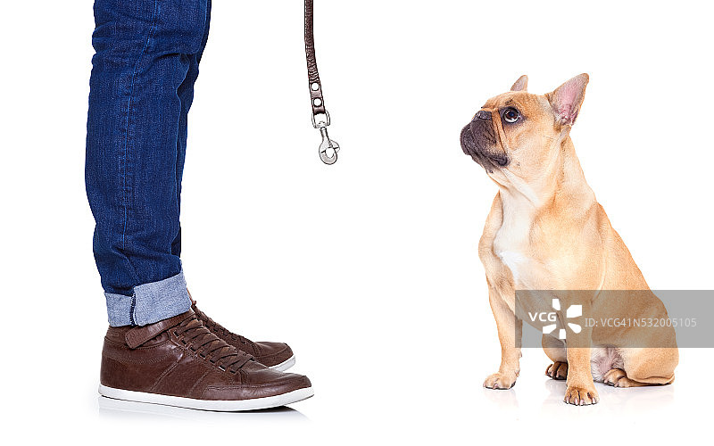 小狗和主人图片素材