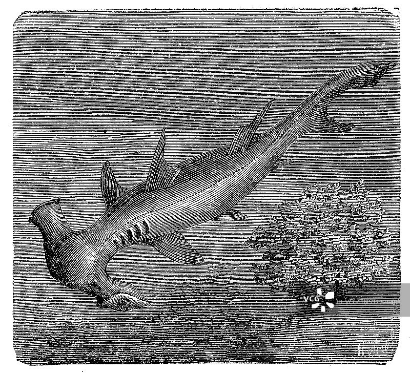 古老插画：大双髻鲨图片素材