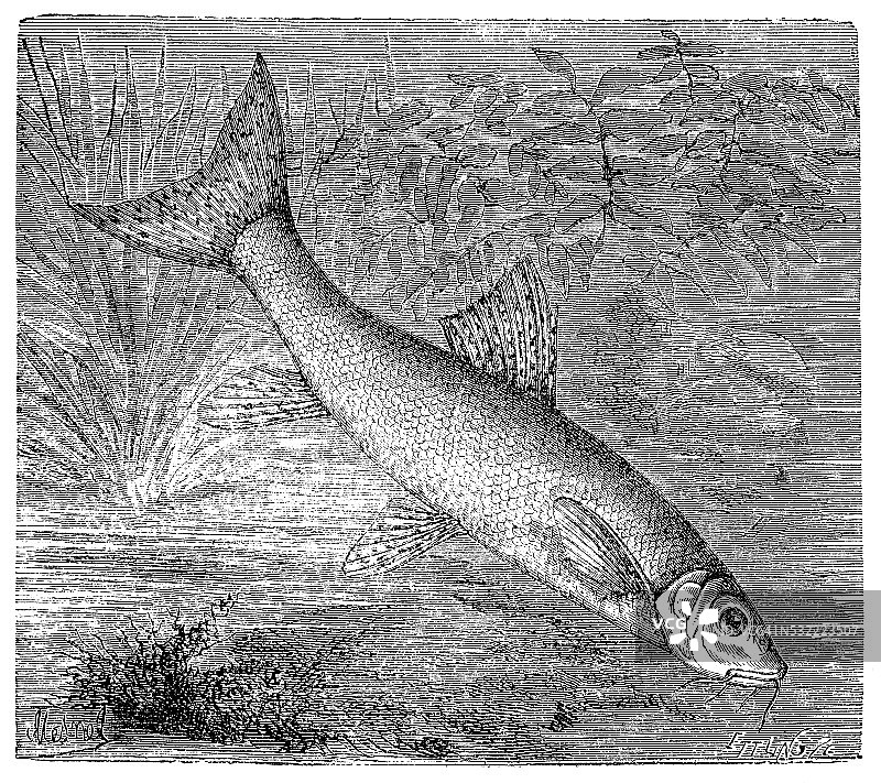 须鱲的古董插画图片素材