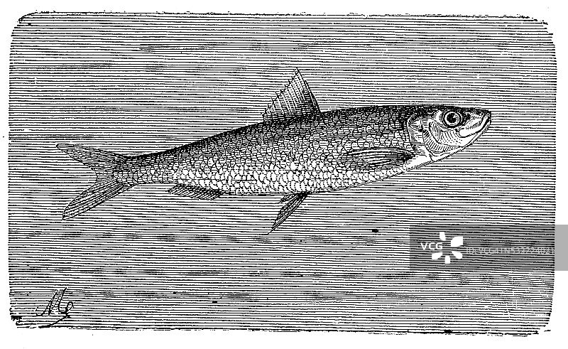 古董插画：欧洲拟沙丁鱼图片素材