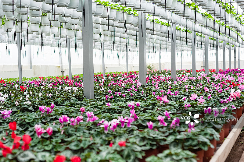 温室花卉培养图片素材