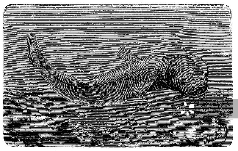 威氏鲶鱼古董插画图片素材