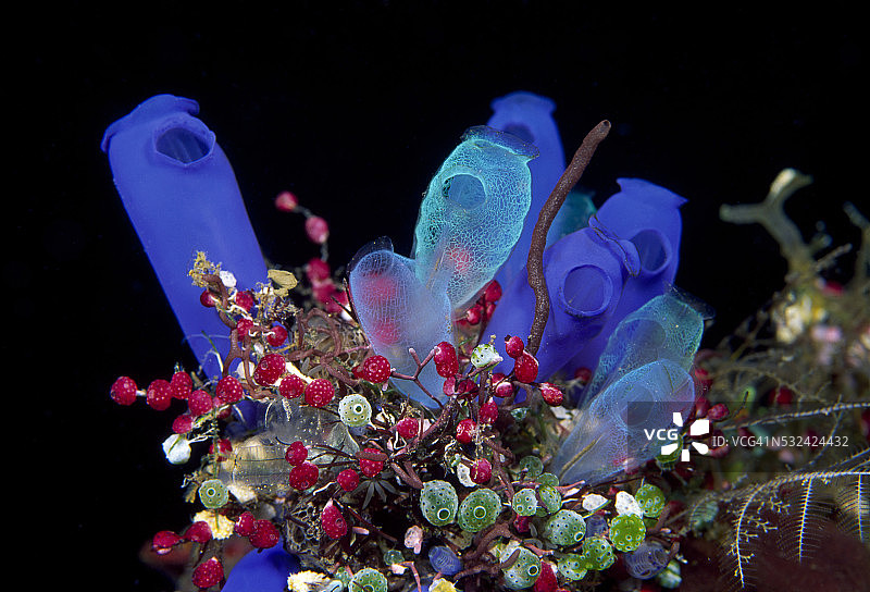 五彩缤纷的海鞘群图片素材