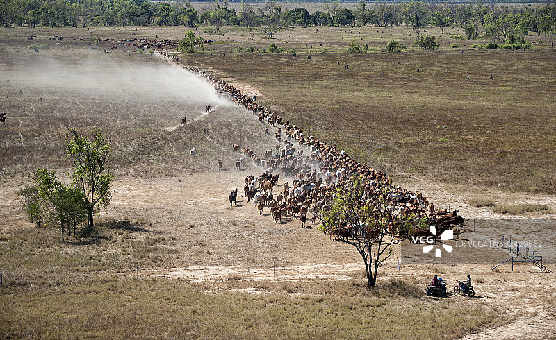 德尔塔唐斯牧场的牛群集结图片素材