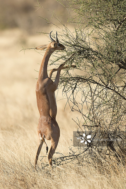 长颈羚在高高的树枝上觅食图片素材