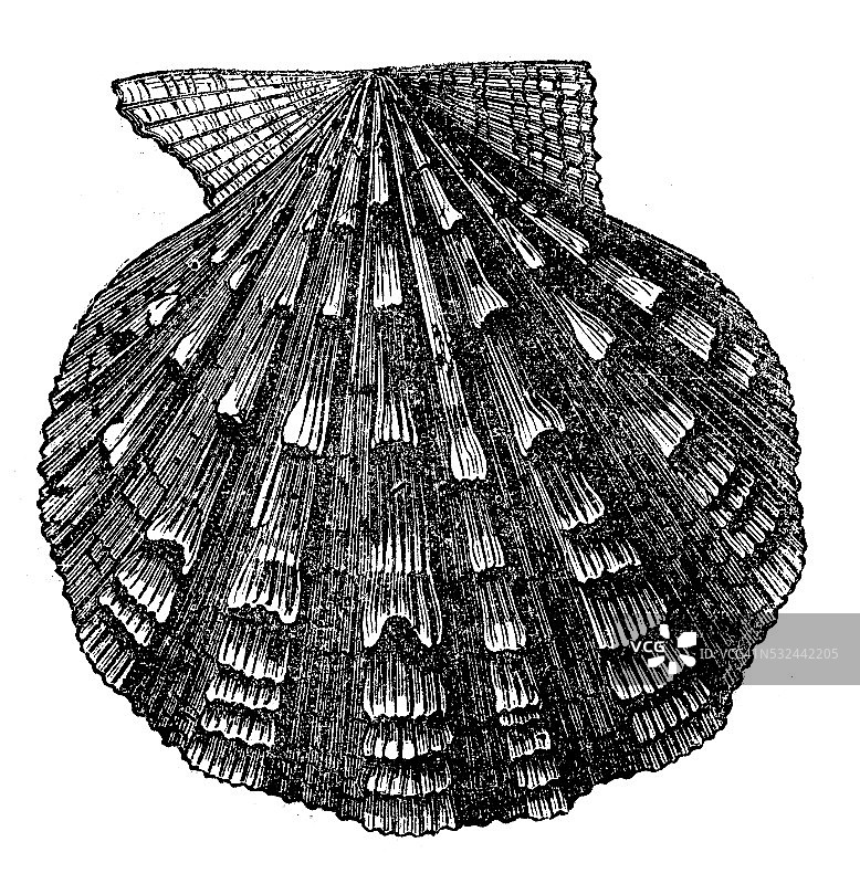 扇贝壳海螺壳古董插画图片素材