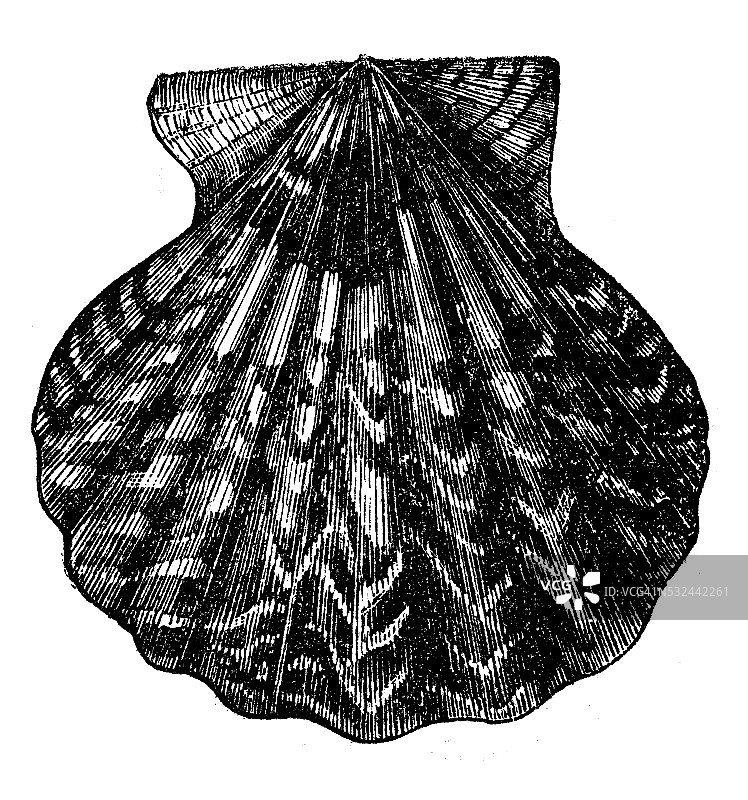 古董插画：光 scallop扇贝海螺贝壳图片素材