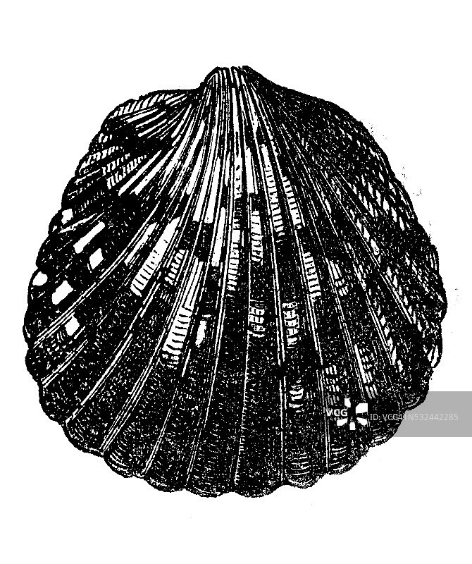 海扇贝壳复古插画图片素材