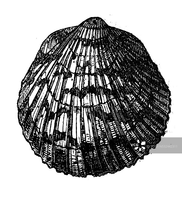 海扇蛤贝壳古董插画图片素材