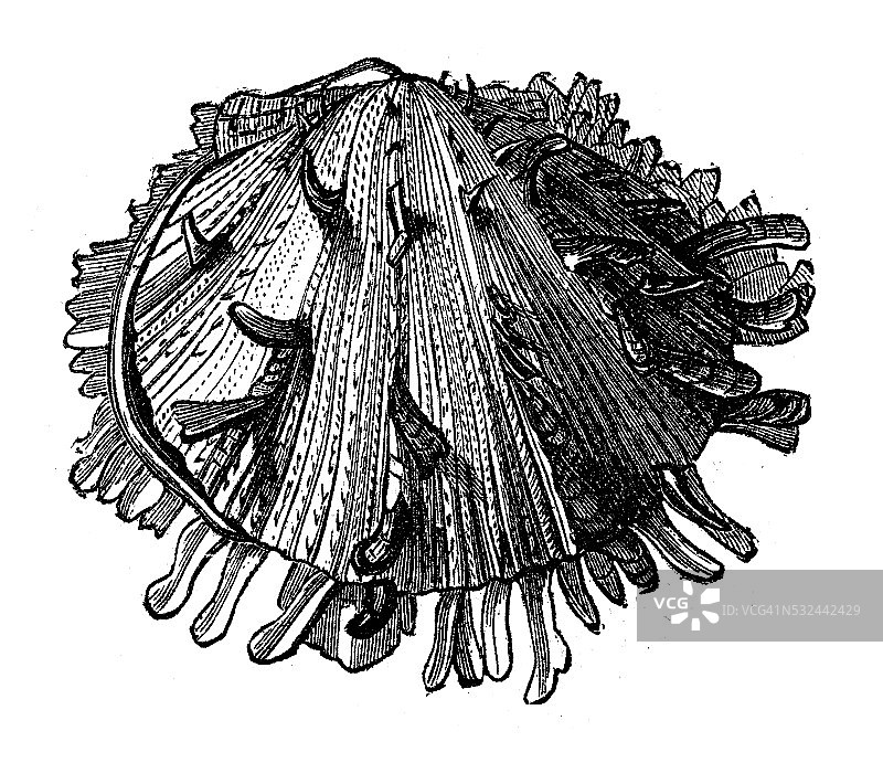 海扇贝壳古董插画图片素材