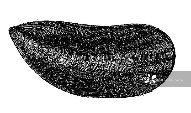 蓝贻贝（Mytilus edulis）古董插画图片素材