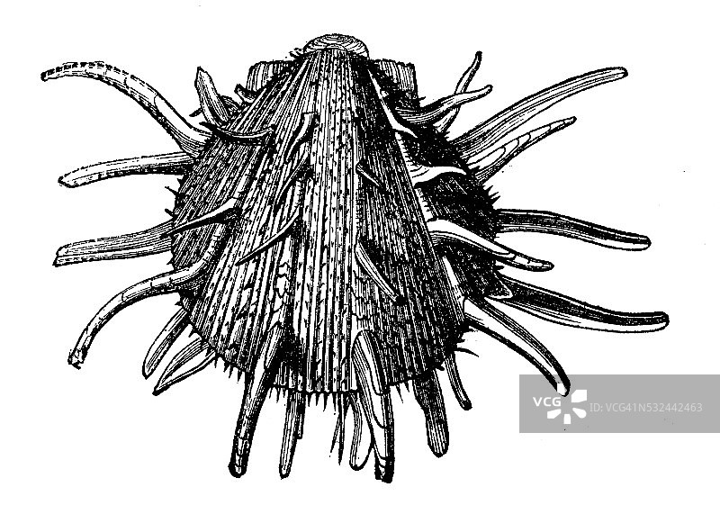 帝王栉孔贝古董插画图片素材