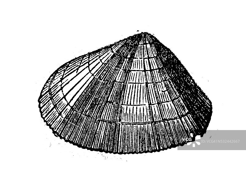 老式插画：齿纹海螂贝壳图片素材