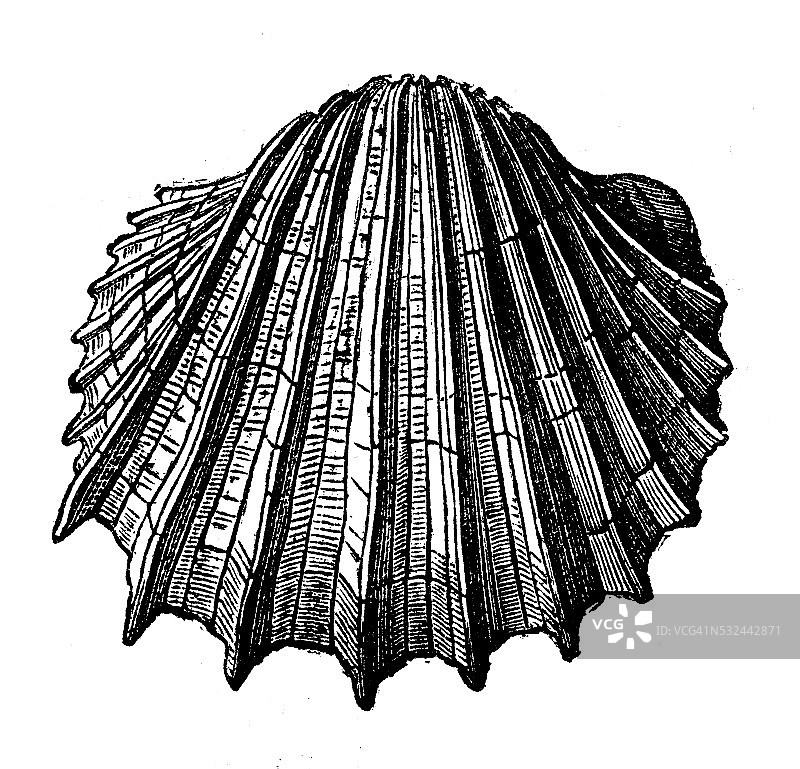 老式 Cardium Costatum 贝壳插图图片素材