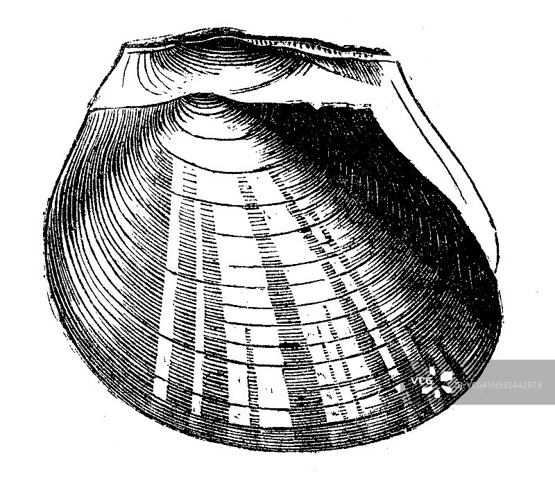 王女蚌壳古董插画图片素材