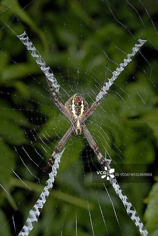 X 设计圣安德鲁十字蜘蛛网图片素材