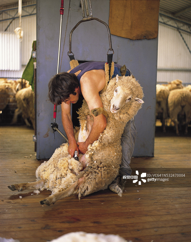 农场工人剪羊毛图片素材