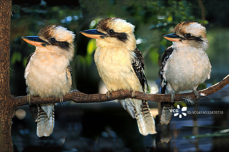 三只在树枝上的笑翠鸟图片素材