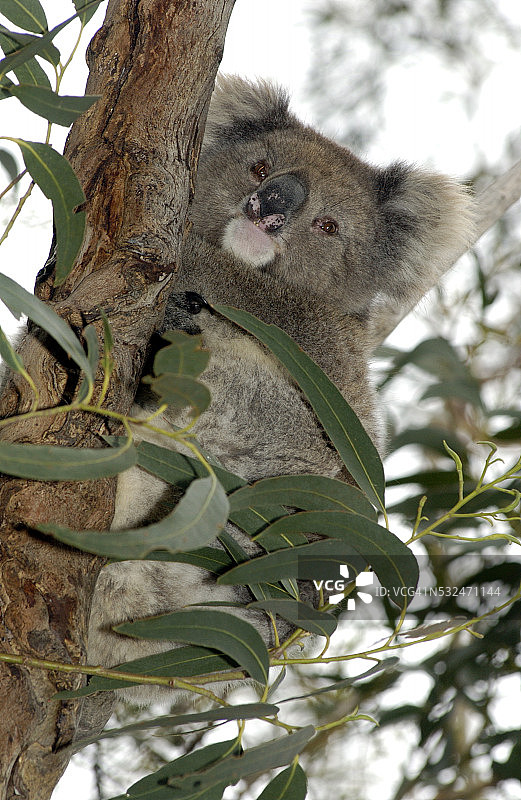 弗林德斯蔡斯国家公园树上的考拉图片素材