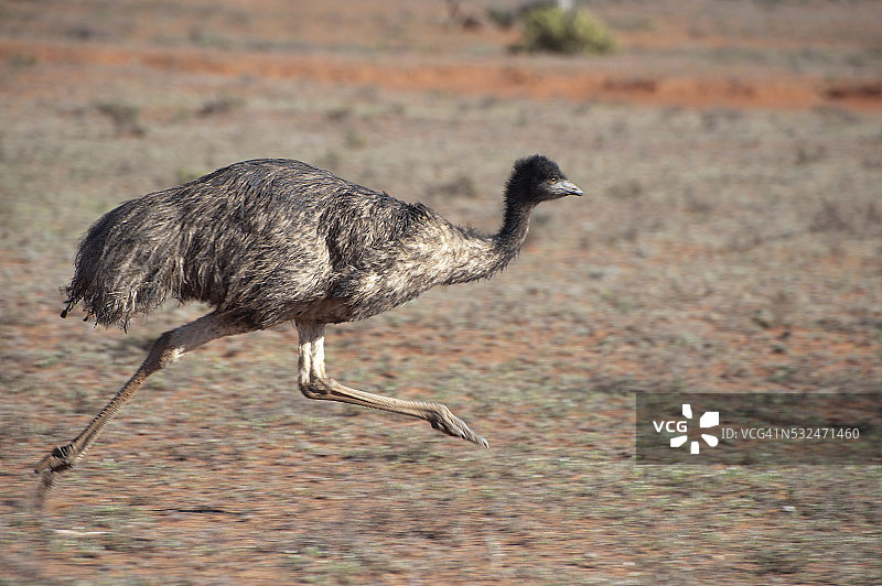 在澳大利亚内陆奔跑的鸸鹋图片素材