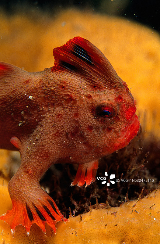 红色手绘鱼图片素材