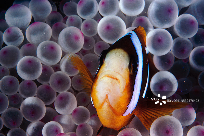 海葵丛中的小丑鱼图片素材