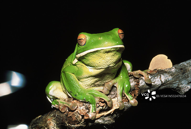 大树蛙图片素材