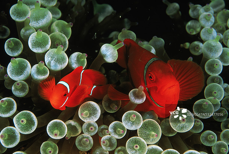 海葵中的小丑鱼图片素材