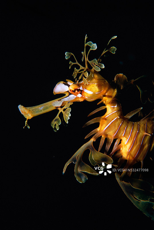 叶海龙图片素材