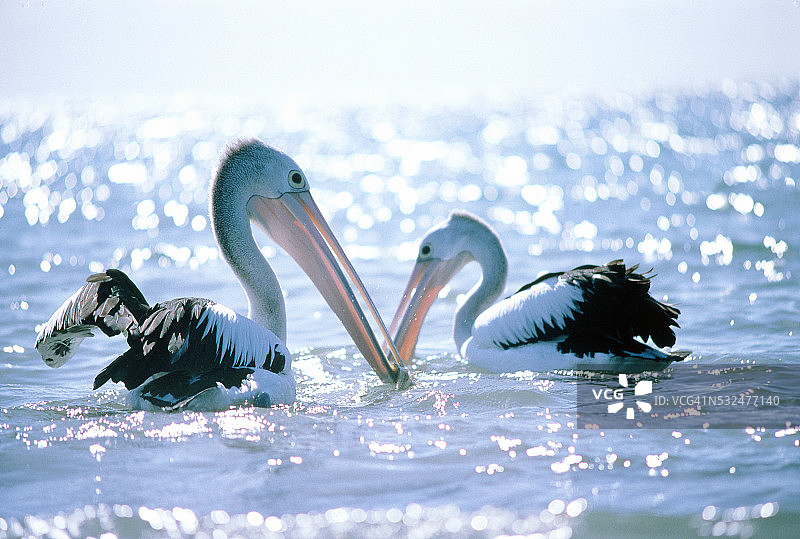 逆光下水中两只戴着面具的鹈鹕图片素材