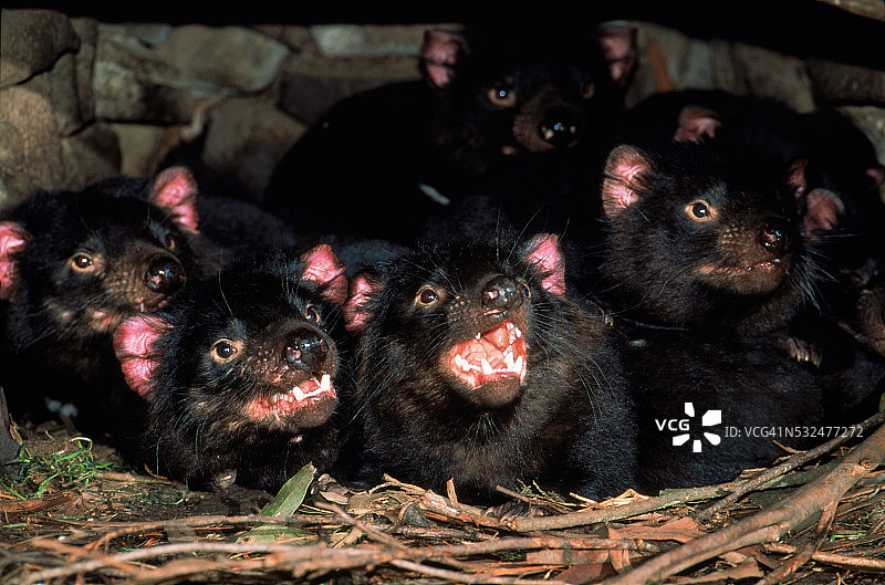 洞穴里的塔斯马尼亚恶魔图片素材