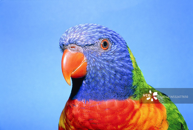 山地鹦鹉图片素材