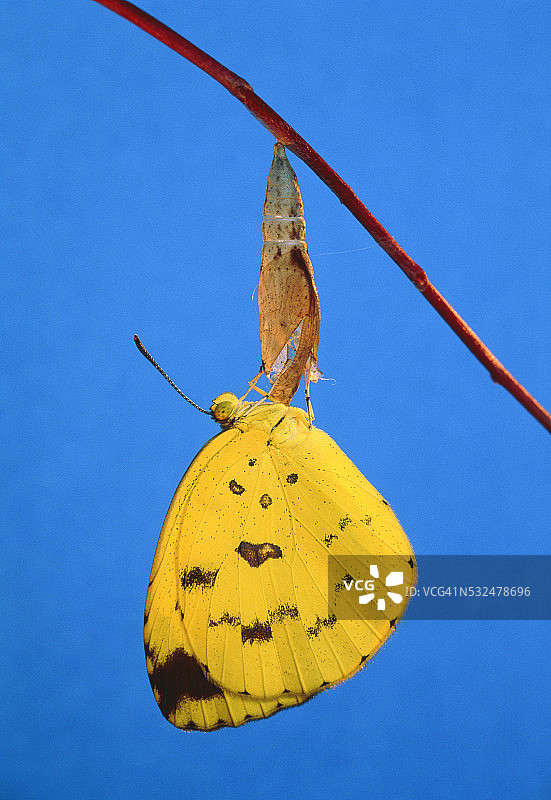 从茧中孵化出来的粉蝶图片素材
