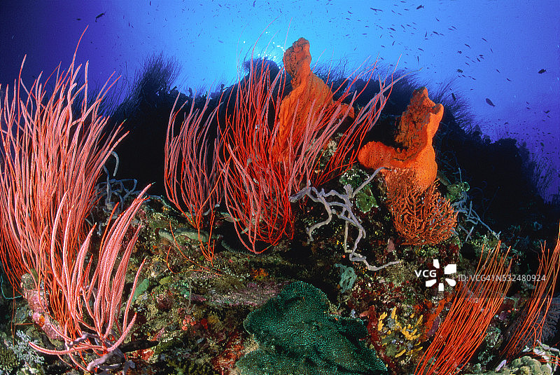 新几内亚金贝湾：鞭珊瑚和海绵图片素材