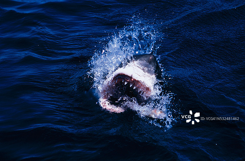 水面上张开嘴的鲨鱼图片素材