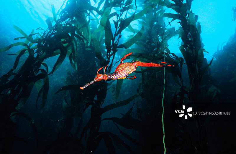 野生动物学动物水生动物鱼类软骨鱼图片素材