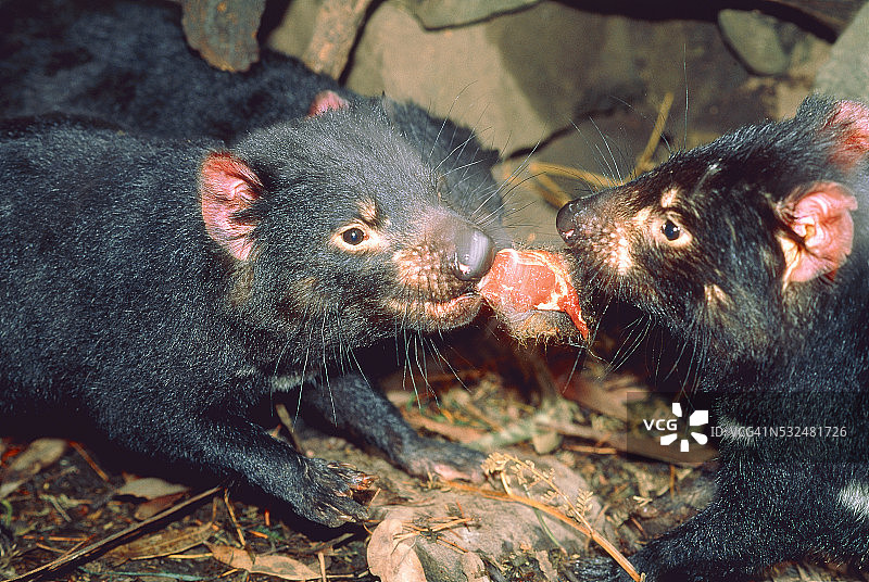 两只袋獾的战斗图片素材