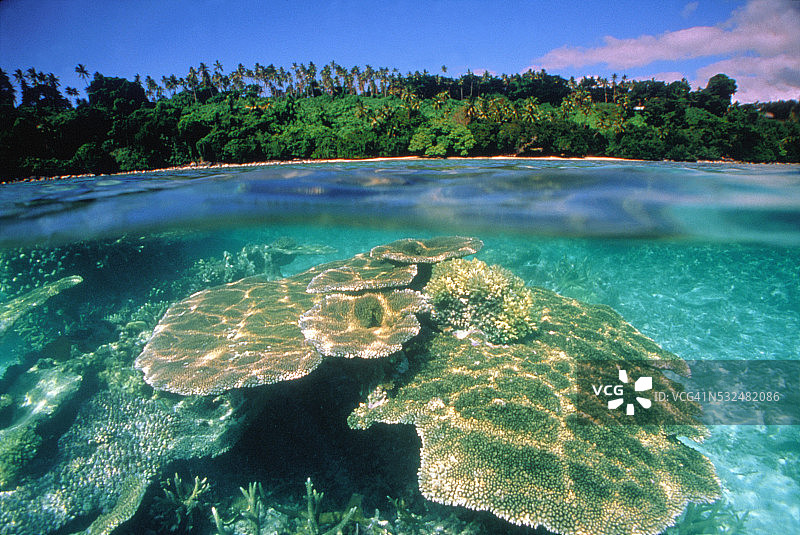 盘状珊瑚（鹿角珊瑚属）和热带岛屿图片素材