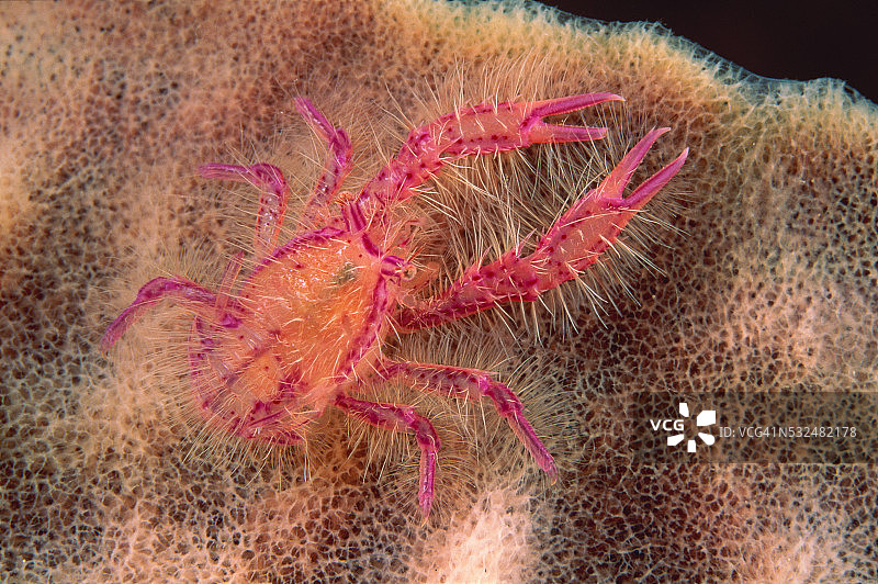 珊瑚上的粉色海螯虾图片素材