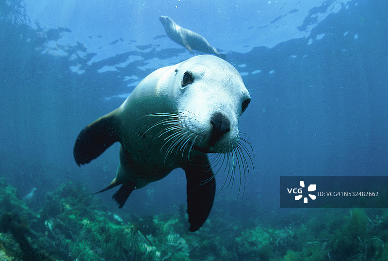 水下游泳的海狮图片素材